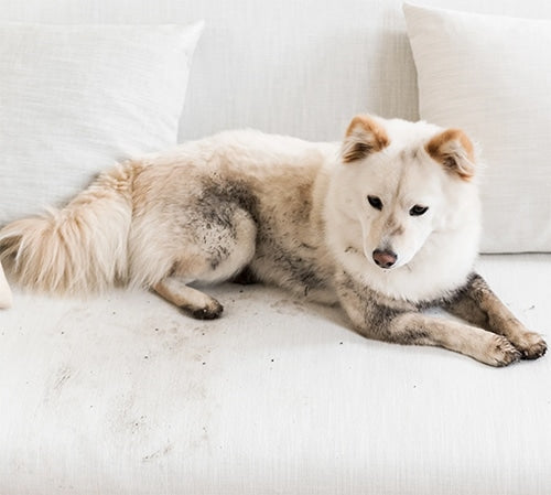 Zepel Fibreguard Chief